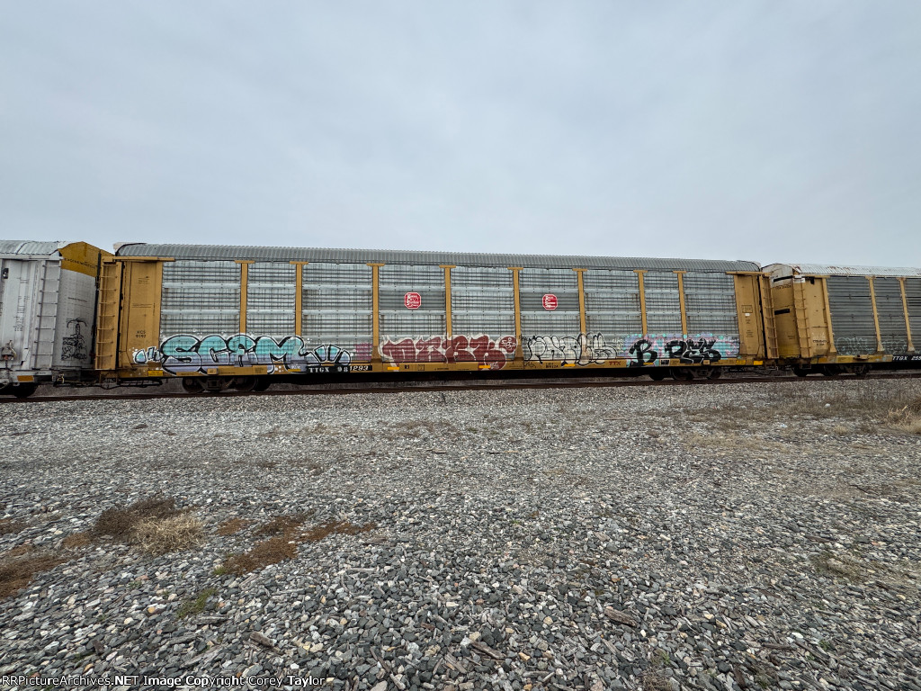 TTGX 981293